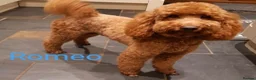 Labradoodle dogs for sale: Extensively Health Tested F1 Miniature Labradoodle - Advert 11