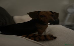 Miniature Dachshund dogs for sale: Chocolate & Tan Girl - Image 11