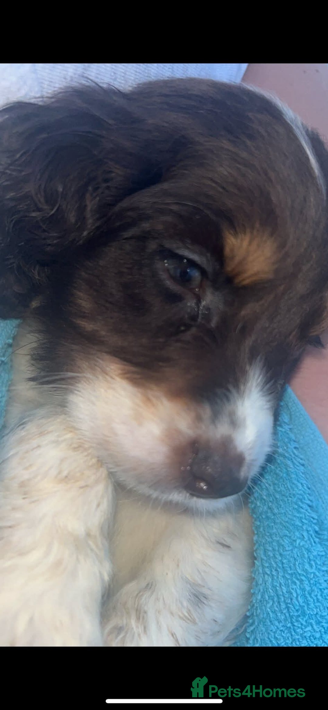 Cocker Spaniel dogs for sale: Cocker spaniel Boys - Image 4