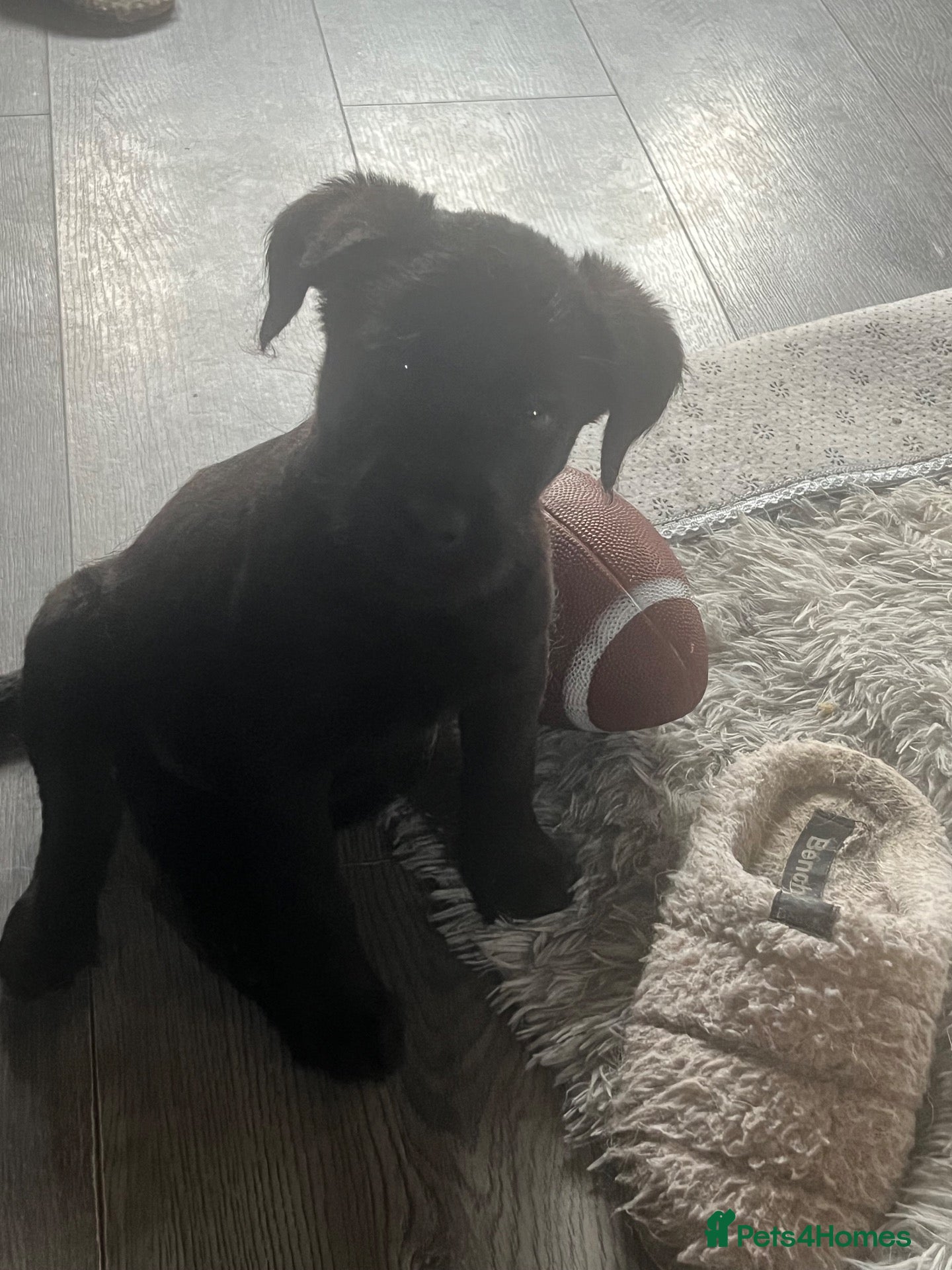 Mixed Breed dogs REDUCED!! Canedoodle £400open to sensible offers  - Advert 1