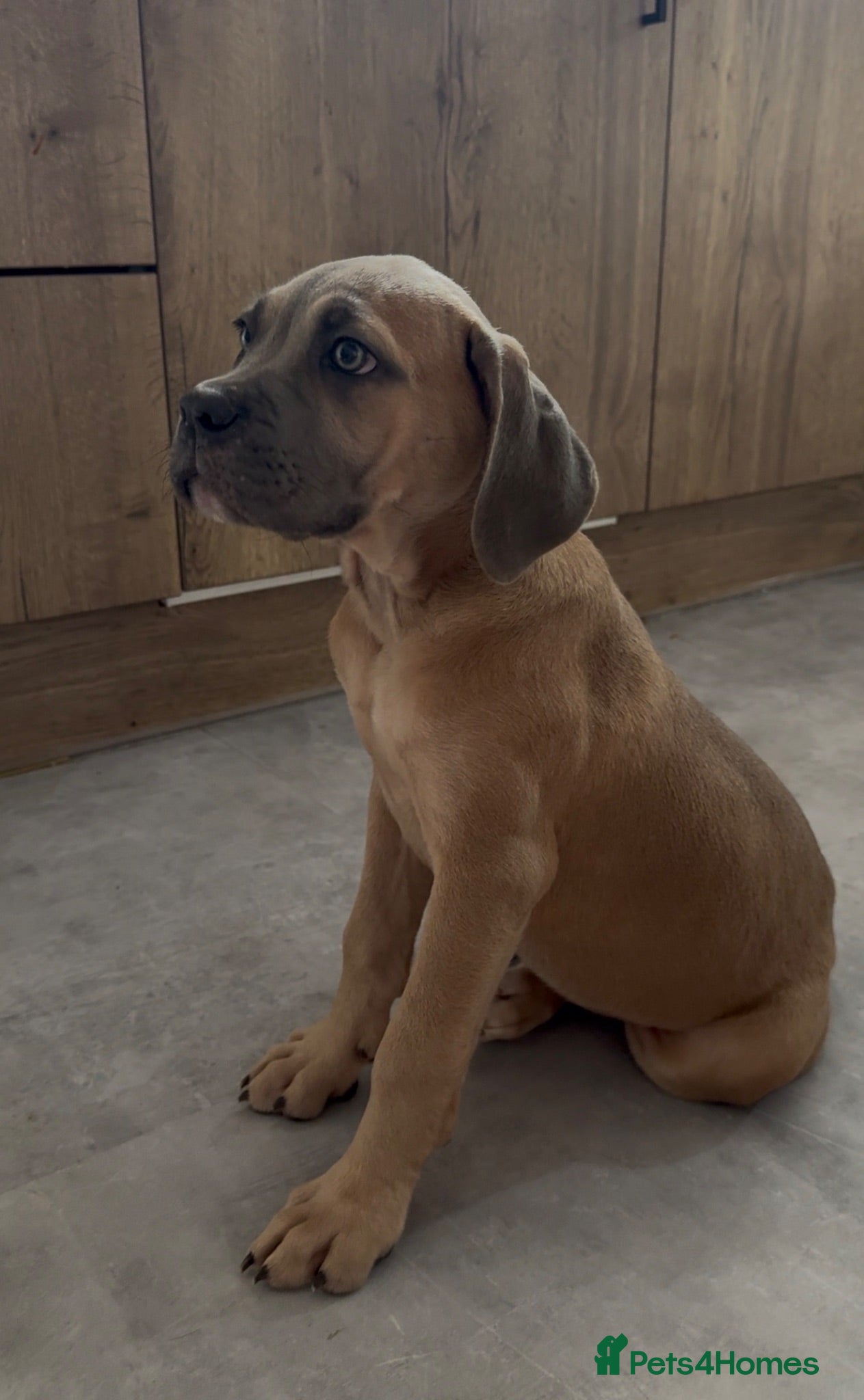 Cane Corso dogs Last stunning formentino girl left 😍 - Advert 1