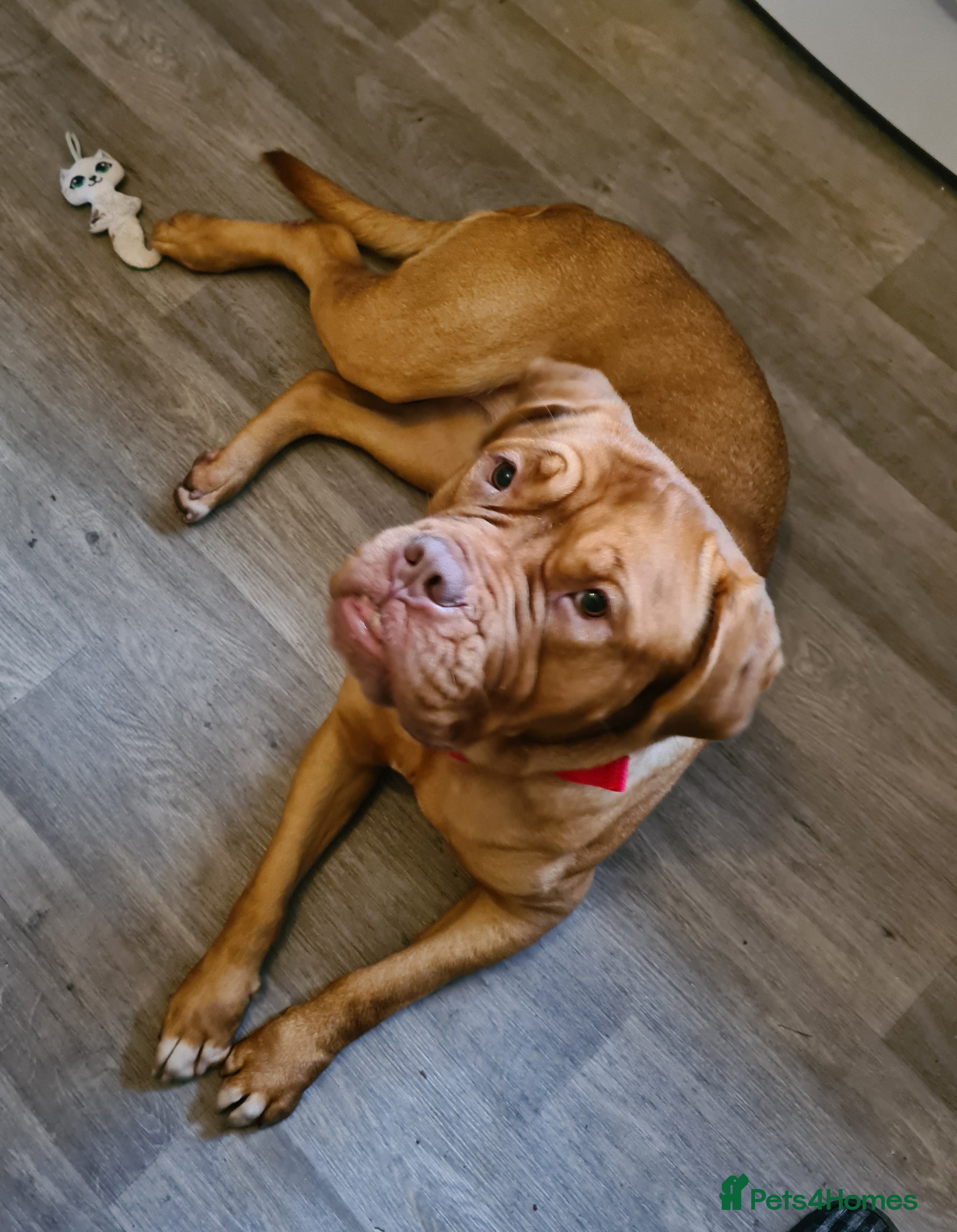 Dogue De Bordeaux dogs Female Dogue de Bordeaux - Advert 1