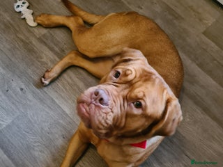 Dogue De Bordeaux dogs Female Dogue de Bordeaux - Advert 1