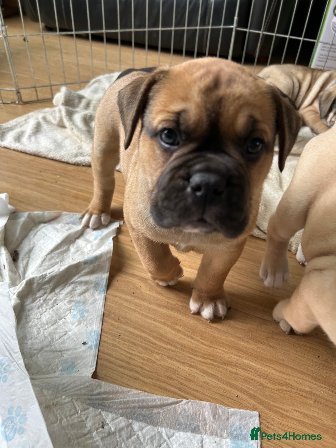 Old Tyme Bulldog dogs for sale: Old Tyme Bulldog puppies for sale - Image 8