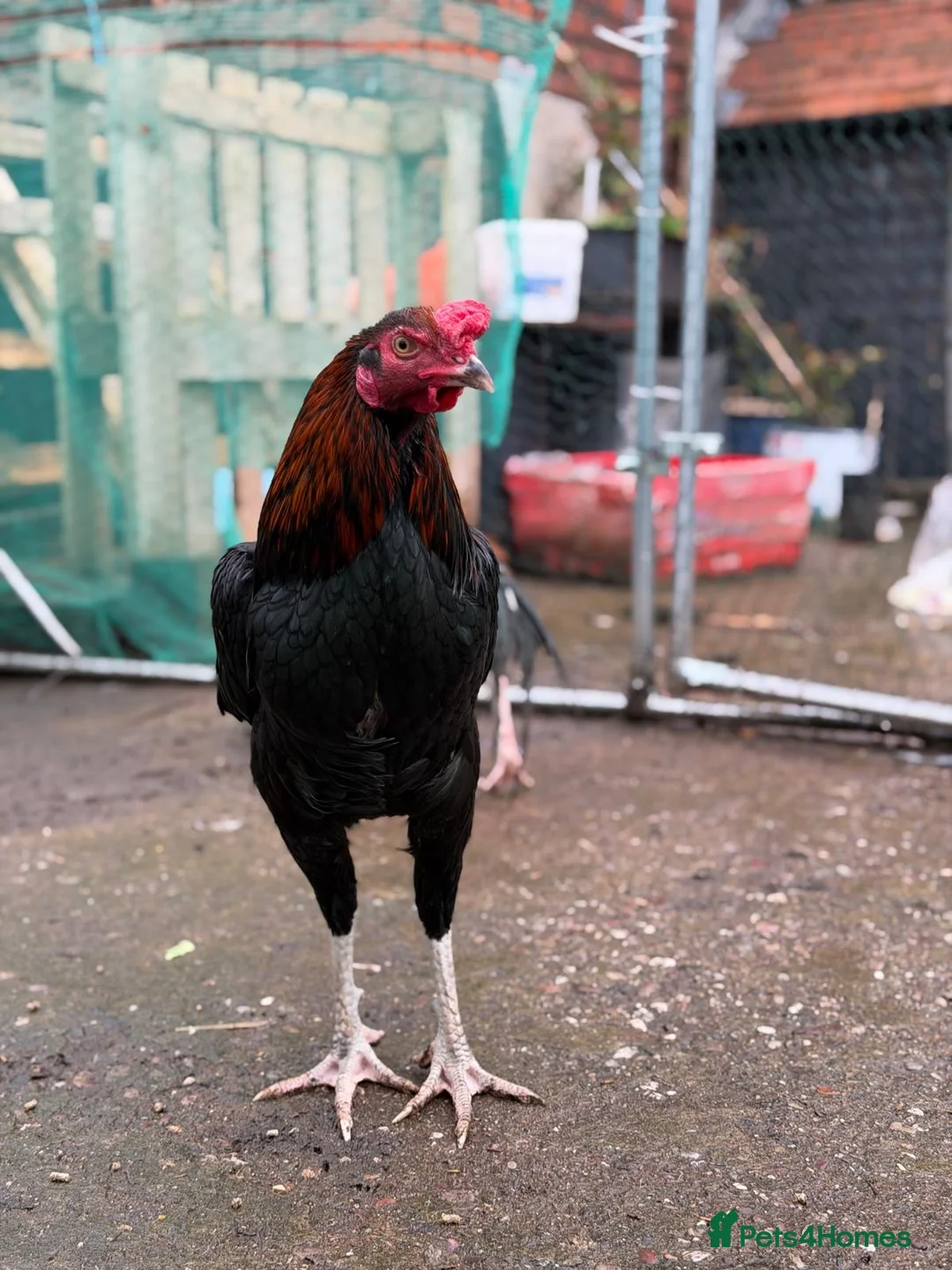 Hens poultry for sale: O shamo, shamo, Pakistani aseel and miwali   - Advert 9