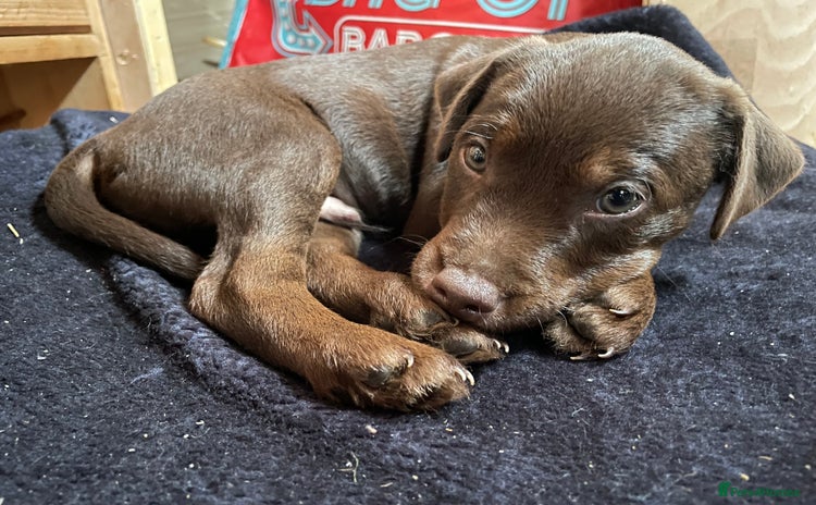 Patterdale Terrier dogs - Advert 1