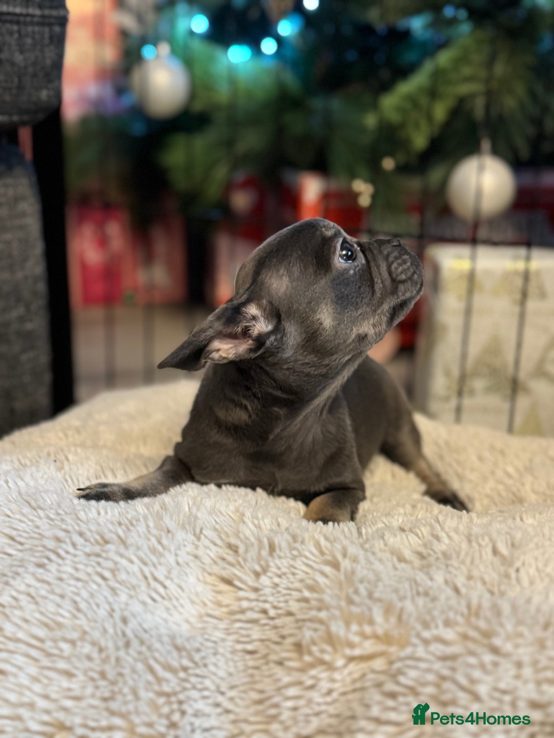 French Bulldog dogs for sale: Chunky french bulldog - Advert 5