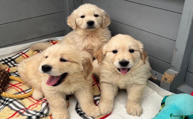 Golden Retriever dogs - Advert 4