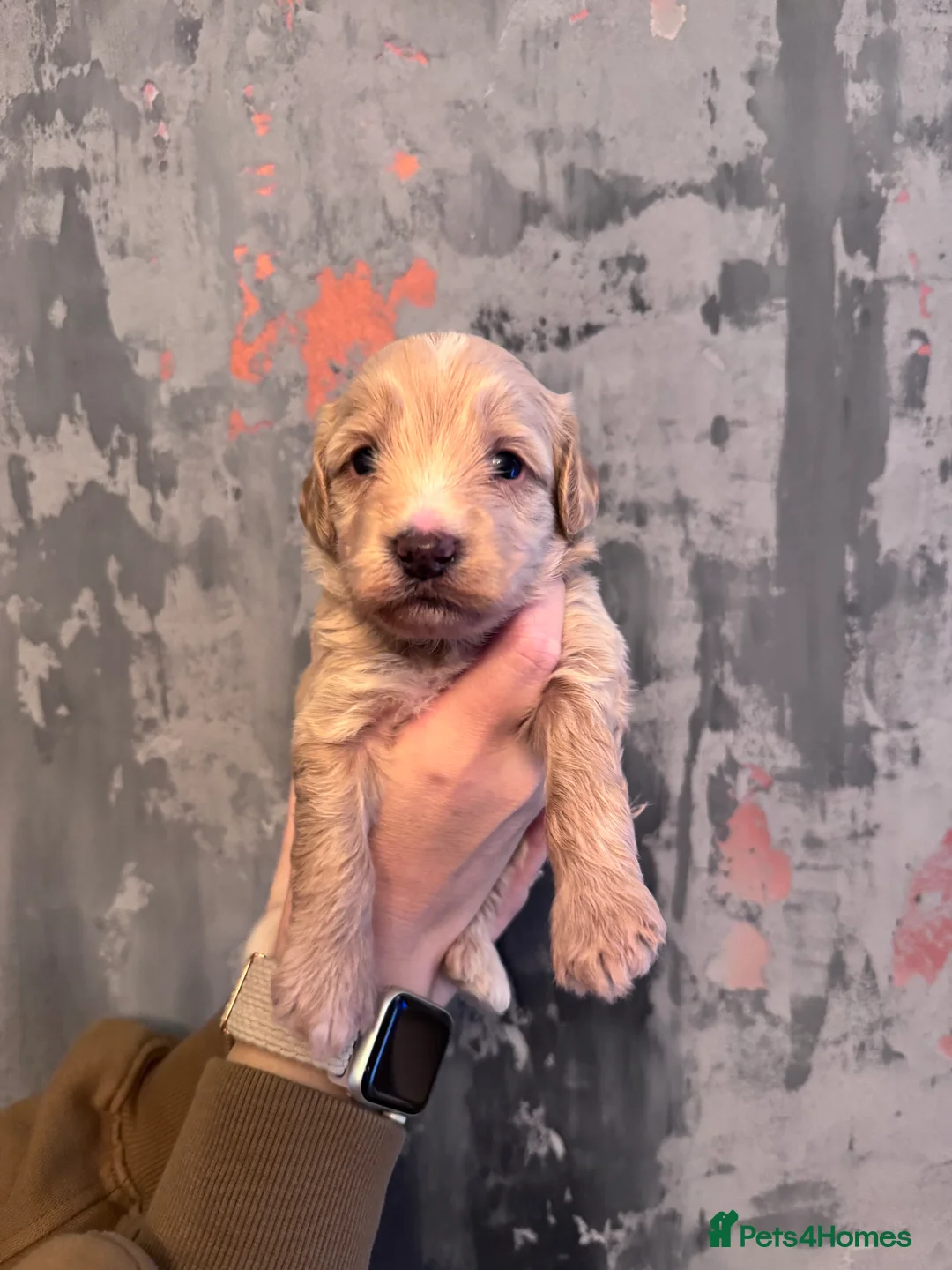 Cockapoo dogs for sale: Beautiful little of 6 cockapoo puppies - Advert 8