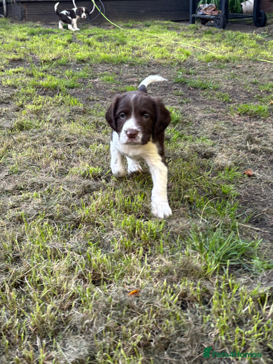 English Springer Spaniel dogs for sale: Gorgeous English Springer spaniel puppies - Image 15