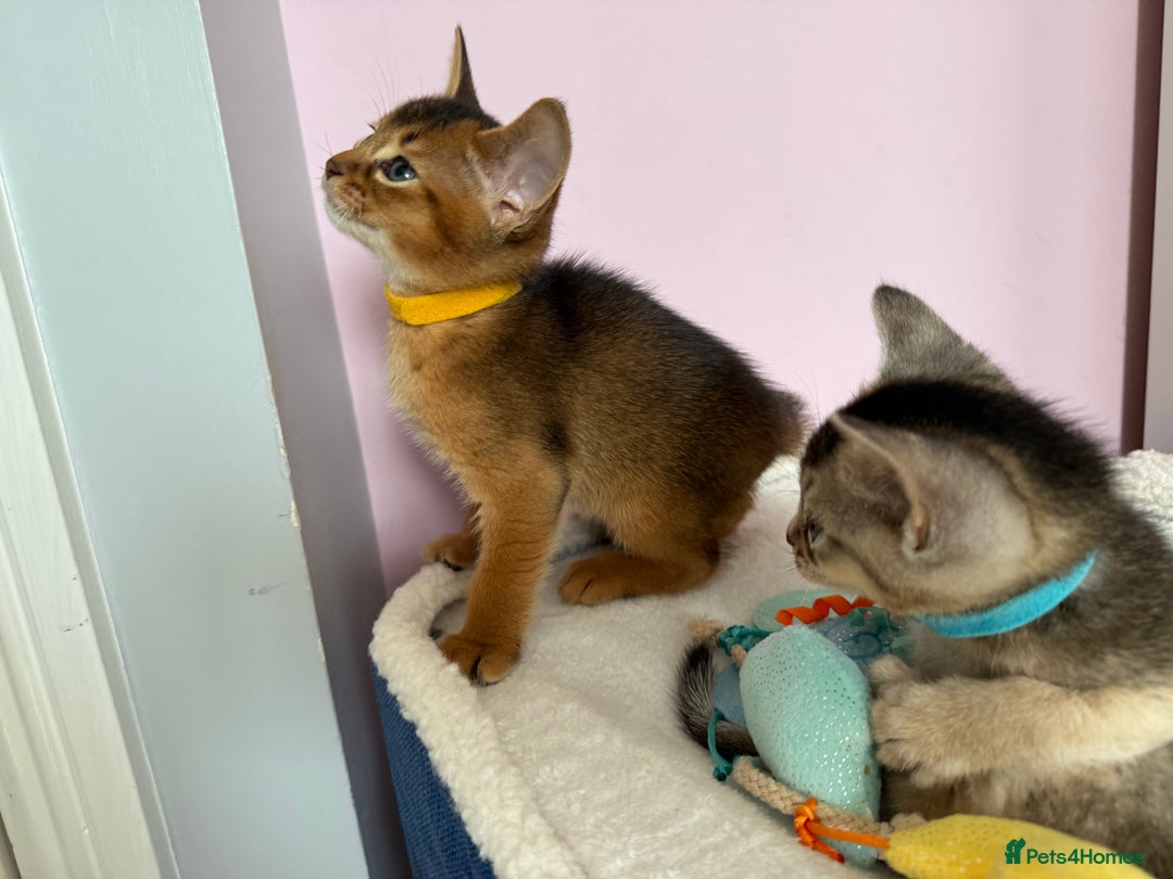 Abyssinian cats for sale: TICA reg Abyssinian sweet kittens rare colours  - Image 10