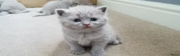 British Shorthair cats for sale: GCCF BSH Lovely Kittens - Advert 4