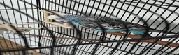 Budgerigars birds for sale: 3 Exhibition Budgies with cage & Accessories - Advert 4