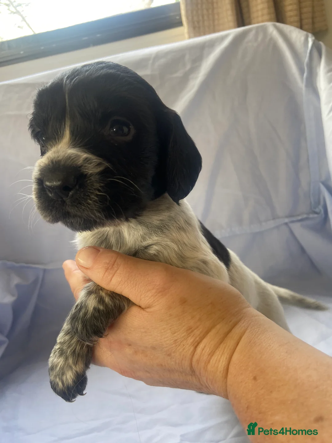 Cocker Spaniel dogs for sale: Working type Cocker Spaniel Puppies 🐶🐾  - Advert 17