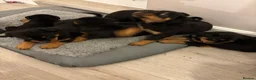 Rottweiler dogs for sale: 🐾🐶 beautifulRottweiler puppies 3 Girls Left🐶🐾 - Advert 6