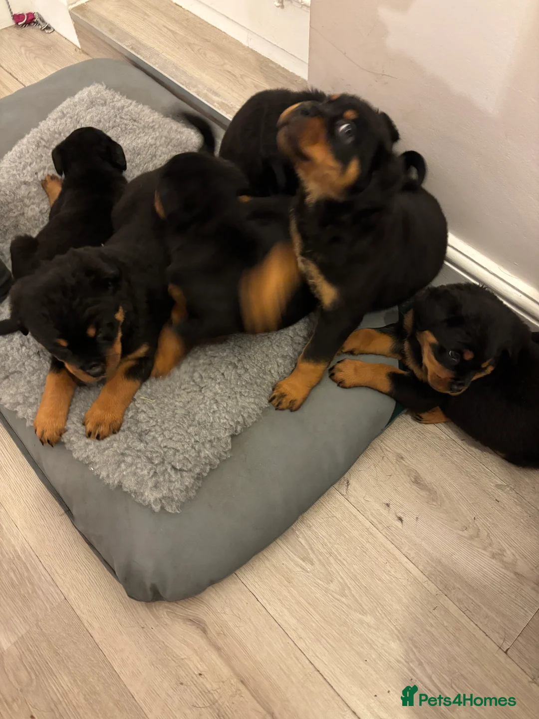 Rottweiler dogs for sale: 🐾🐶 beautifulRottweiler puppies 3 Girls Left🐶🐾 - Advert 6