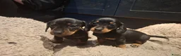 Miniature Dachshund dogs for sale: black and tan miniature dachshunds girls - Advert 6