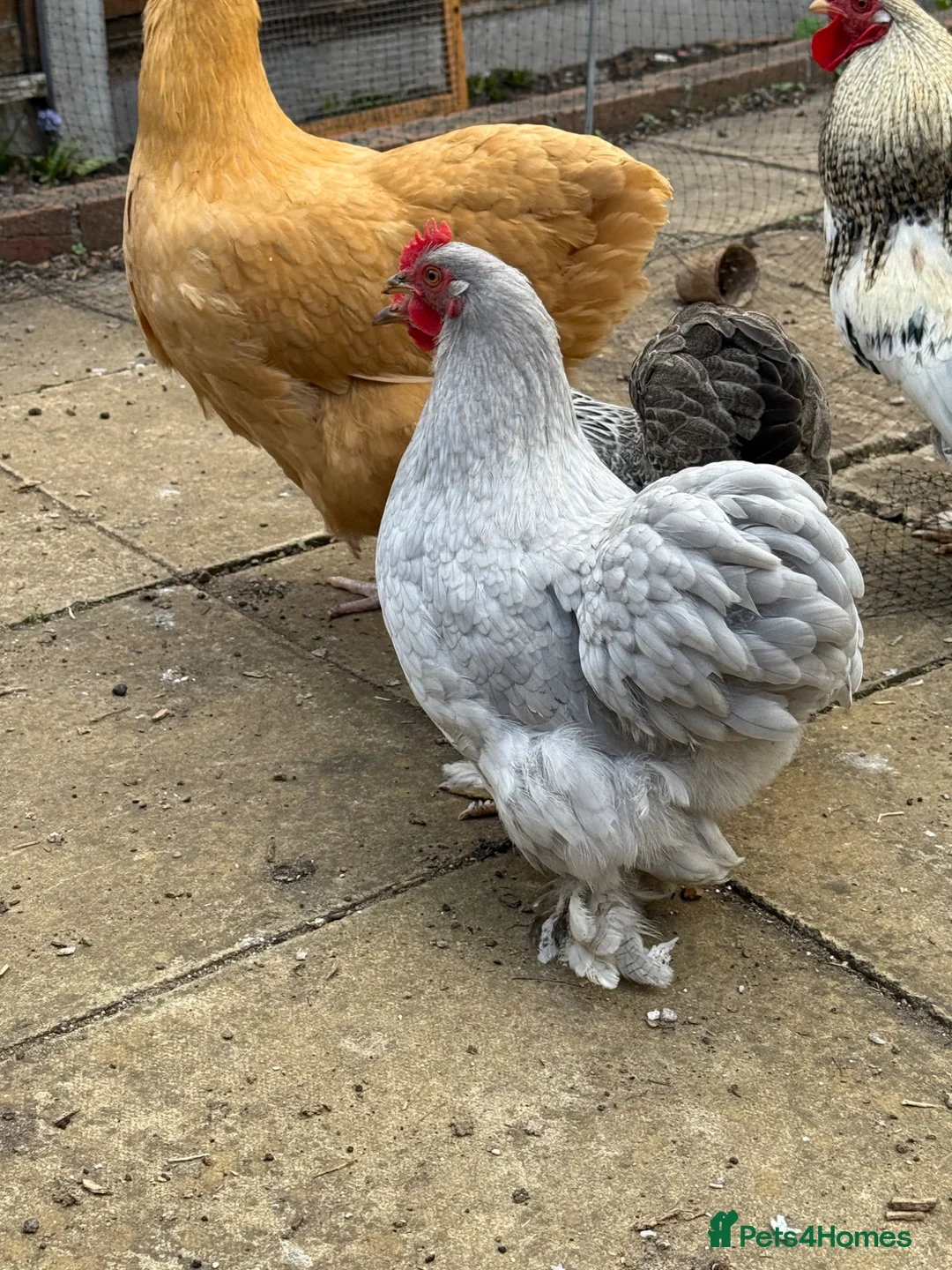 Chickens poultry for sale: Peking Hen available  - Advert 1