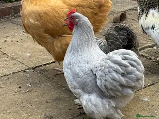 Chickens poultry Peking Hen available - Advert 1