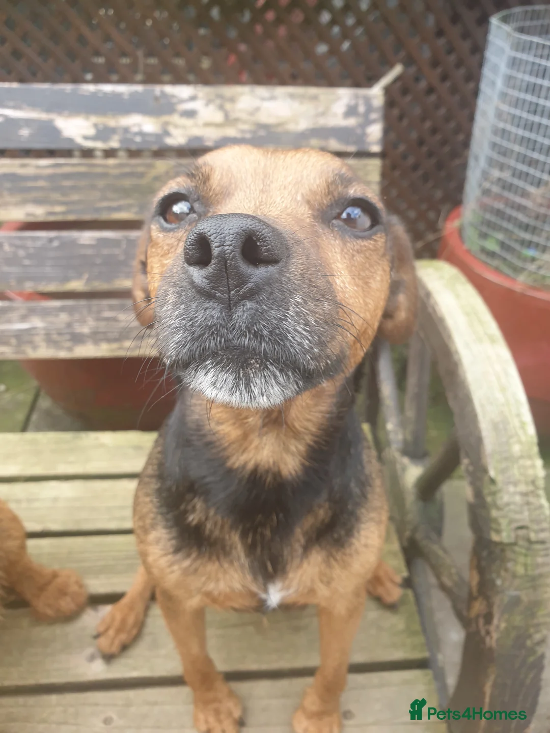 Mixed Breed dogs for sale: Lakeland Cross jagd pups  - Advert 1