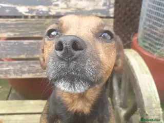 Mixed Breed dogs Lakeland Cross jagd pups - Advert 1