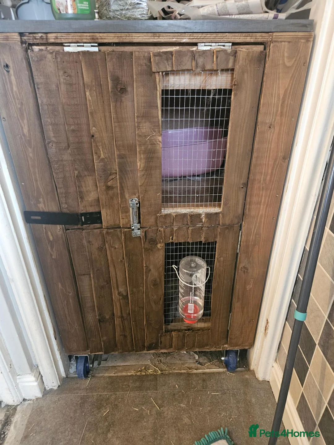 English Lop rabbits for sale: 2x Female Lops  - Advert 2