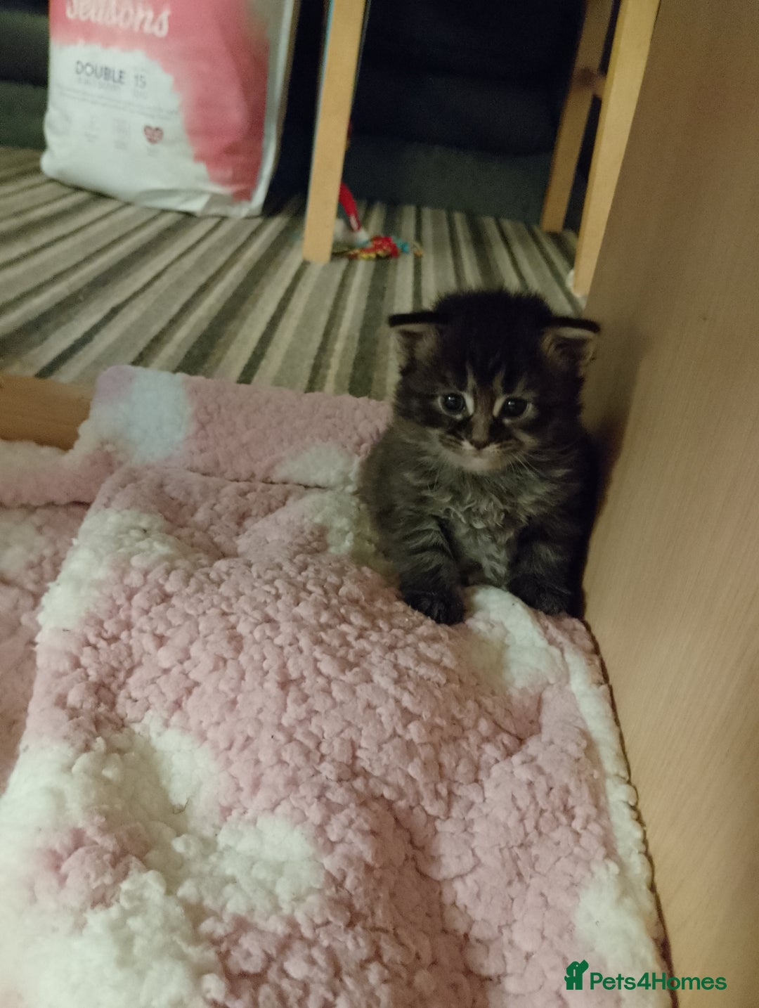 Mixed Breed cats for sale: Late Advertisment  - Advert 5