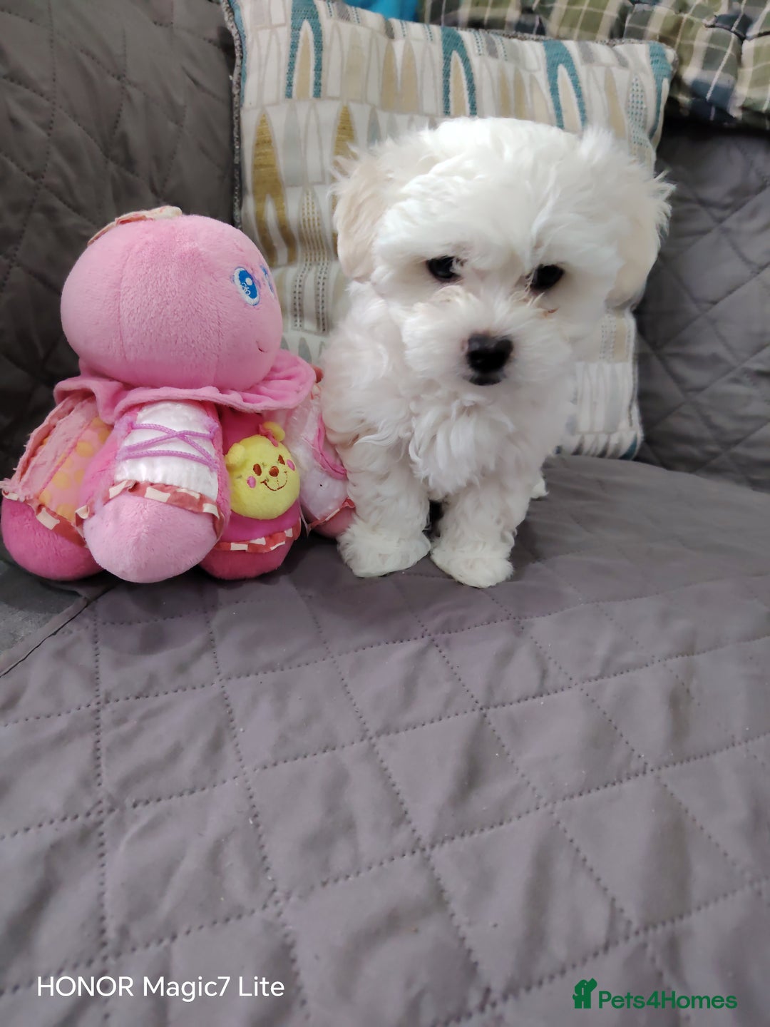 Maltese dogs for sale: Pure Maltese puppies❤️💙 - Image 9