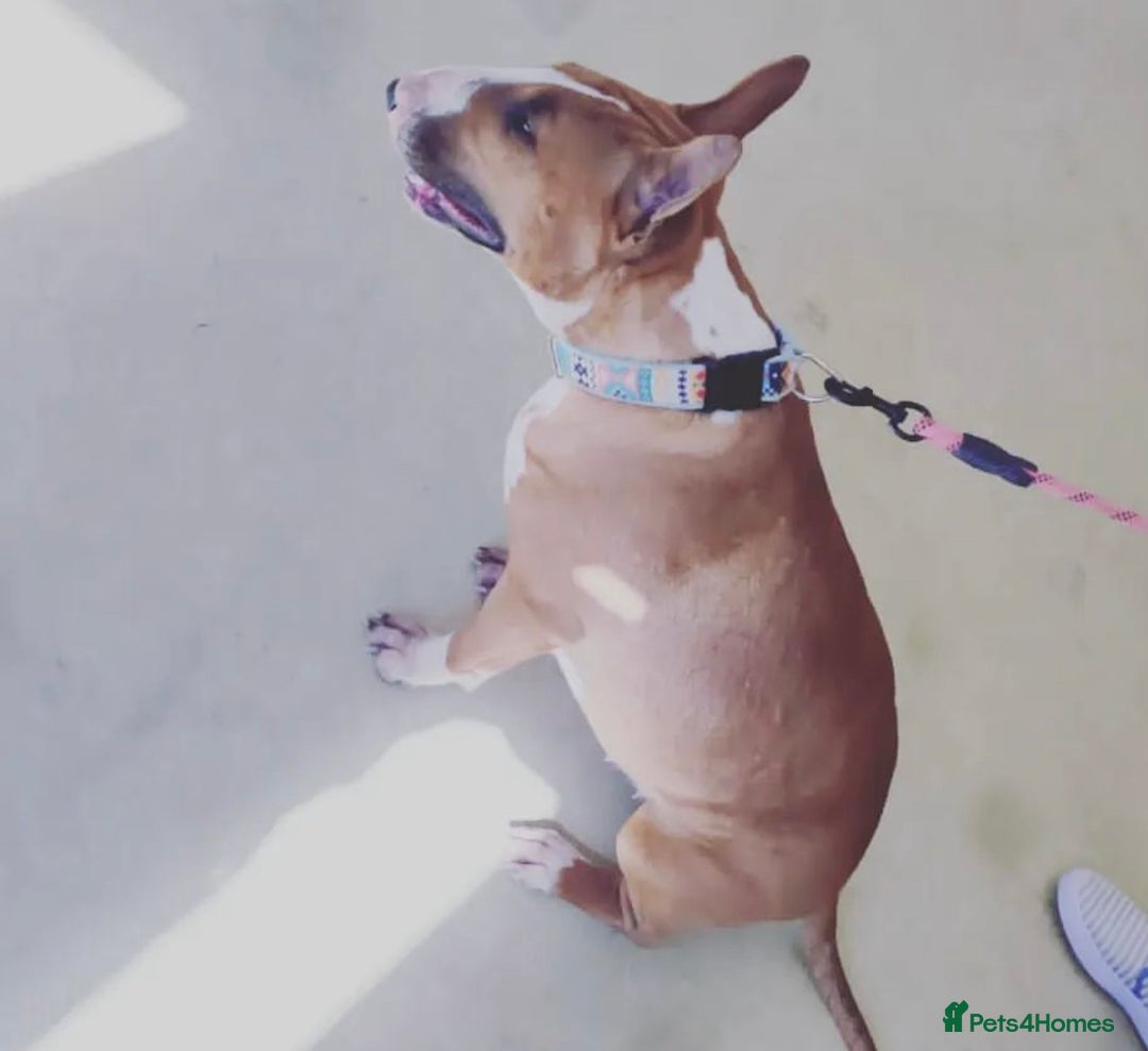 English Bull Terrier dogs for sale: English bull terrier puppies KC registered  - Image 15