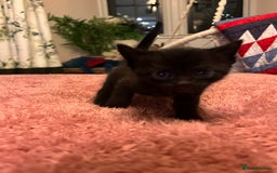 Domestic Shorthair cats for sale: Russian blue mix - Advert 6