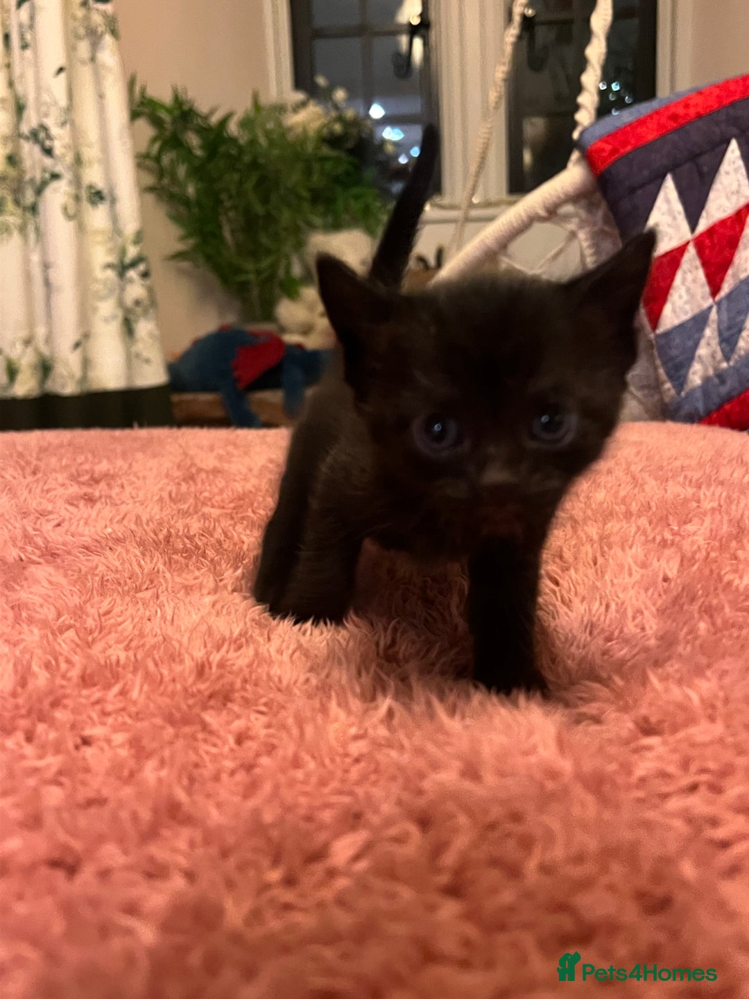 Domestic Shorthair cats for sale: Russian blue mix - Advert 6