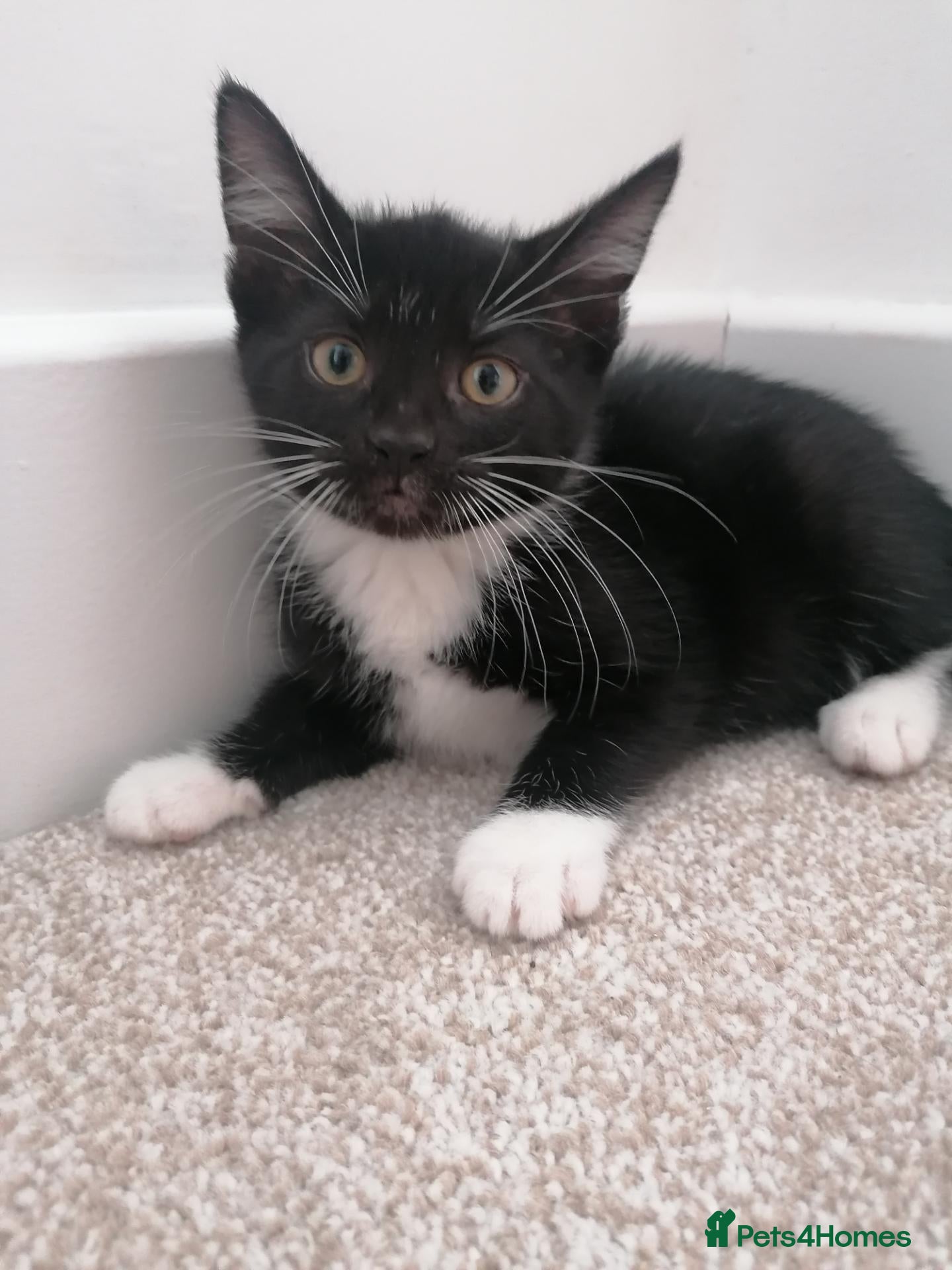 Mixed Breed cats Beautiful Kittens for sale  - Advert 18