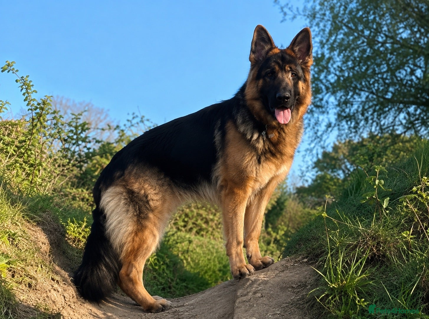 German Shepherd dogs German Shepherd to Stud, Great Temperament - Advert 7