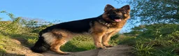 German Shepherd dogs for stud: German Shepherd to Stud, Great Temperament - Advert 1