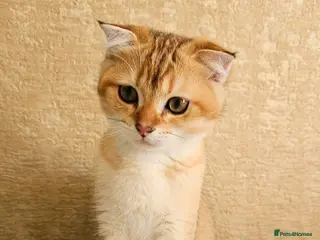 Scottish Fold cats Pedigree😻SF TICA registered😻kittens😻 - Advert 12