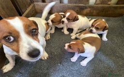 Jack Russell dogs for sale: Socialization jack russell terriers - Image 9