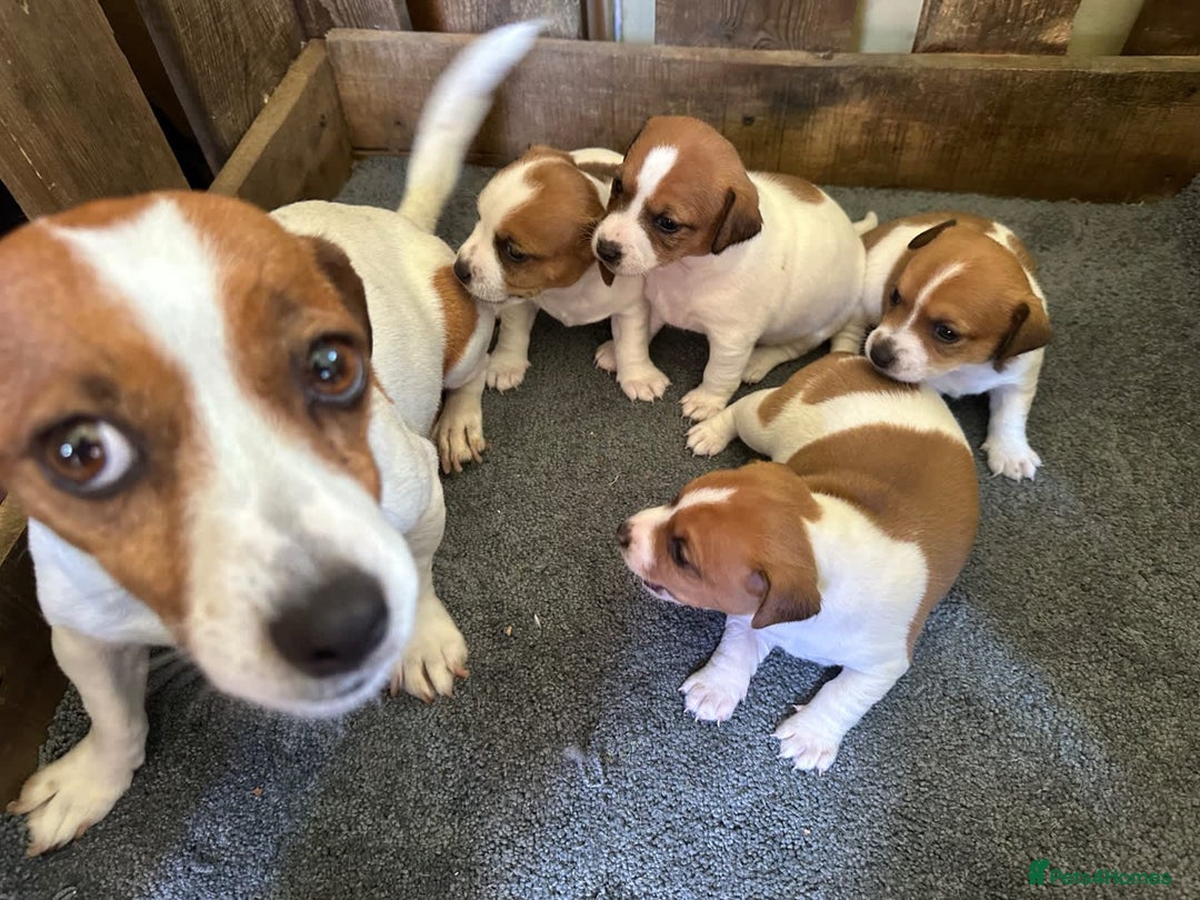 Jack Russell dogs for sale: Socialization jack russell terriers - Image 9