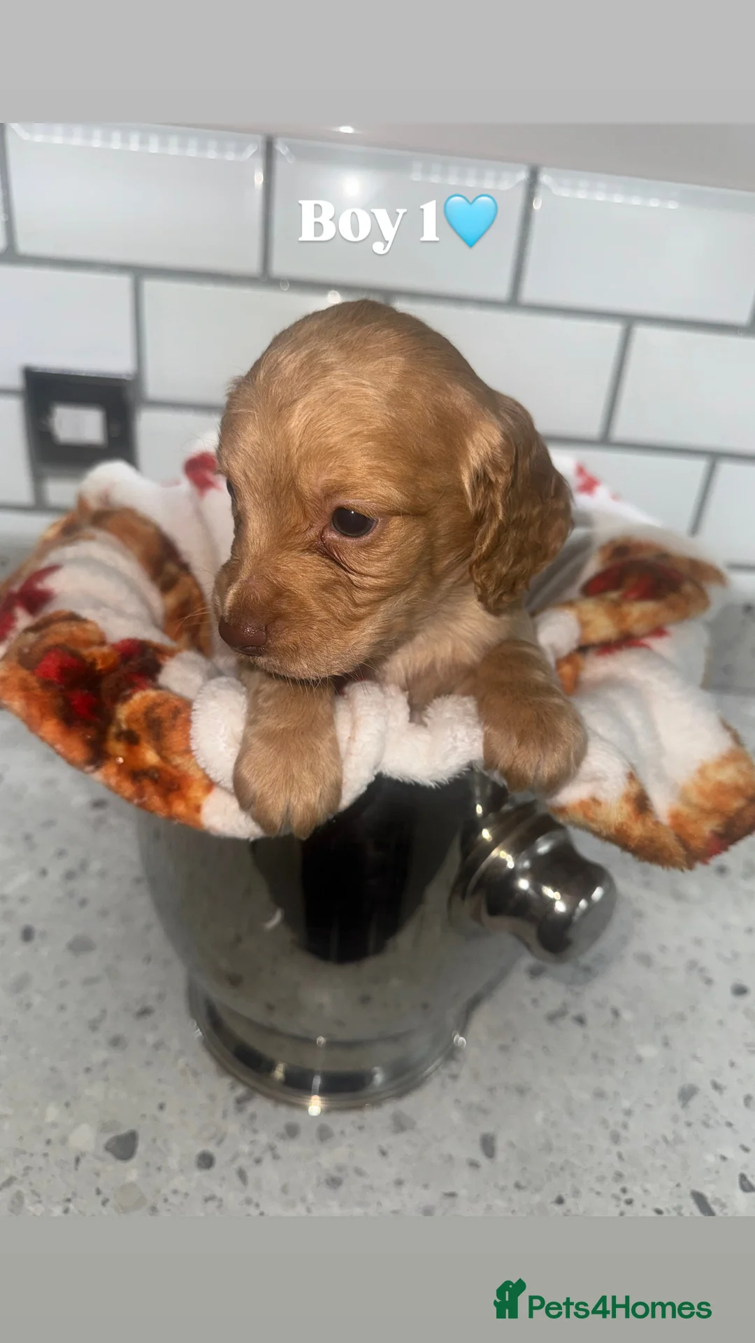 Cocker Spaniel dogs for sale: Cocker Spaniel Puppies.  - Advert 19