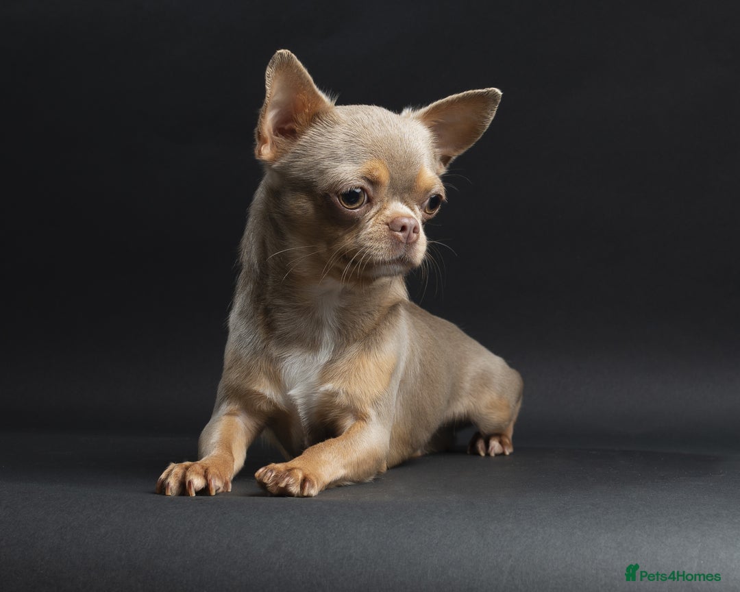 Chihuahua dogs for sale: Chihuahua Boy Looking for His Forever Home - Advert 1