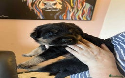 Mixed Breed dogs for sale: Boarder Rottie puppies  - Image 12