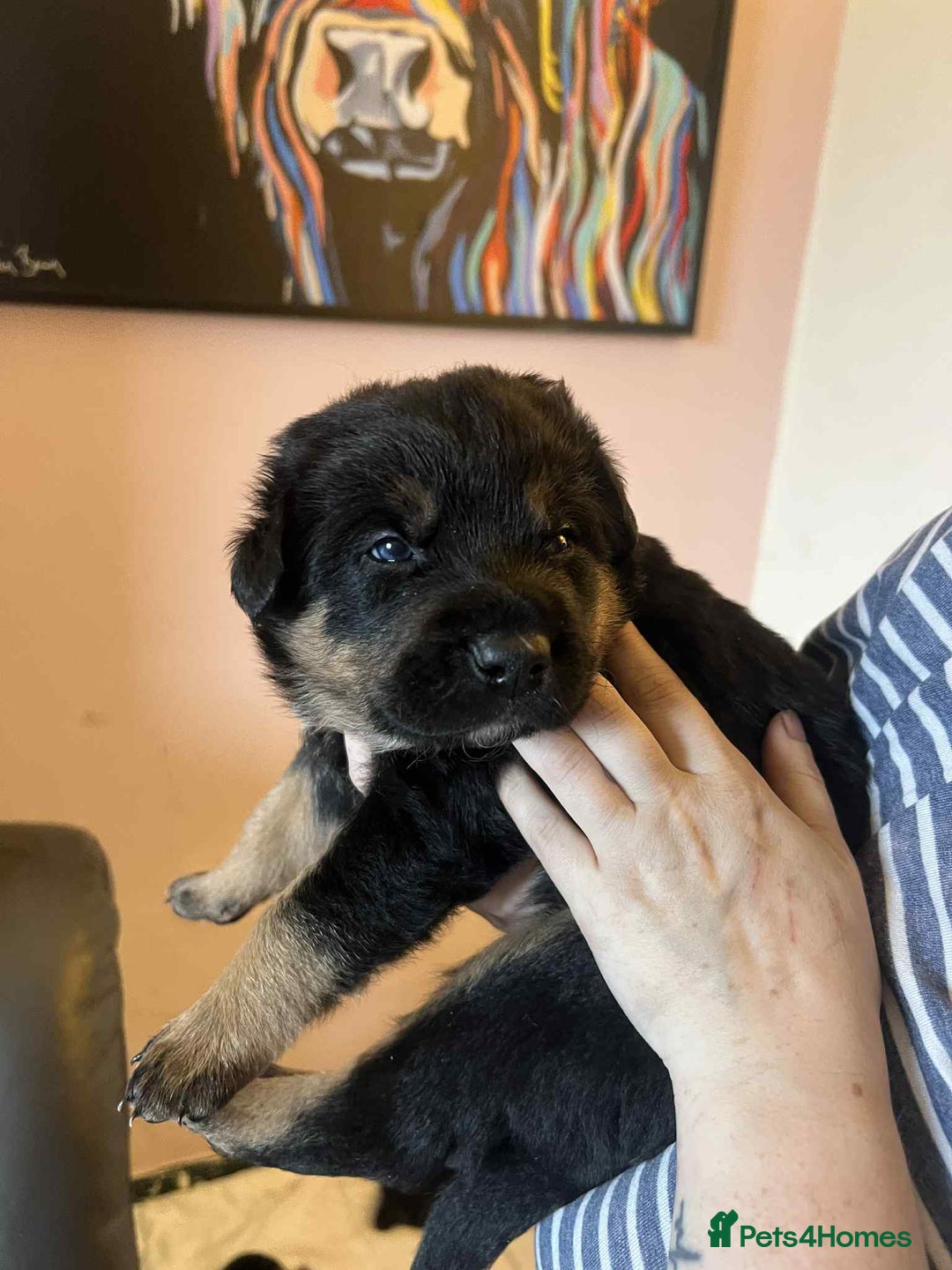 Mixed Breed dogs for sale: Boarder Rottie puppies  - Image 12