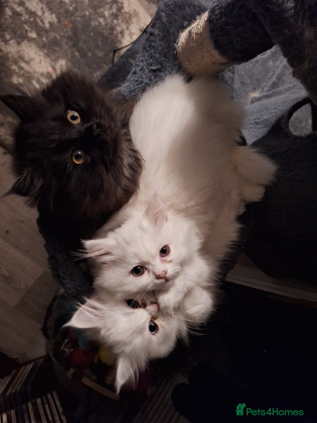 Mixed Breed cats for sale: Persian X Ragdoll Kittens Ready For Forever Homes! - Advert 11