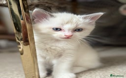 Ragdoll cats for sale: Blue bicolour babies 🐾 - Image 21