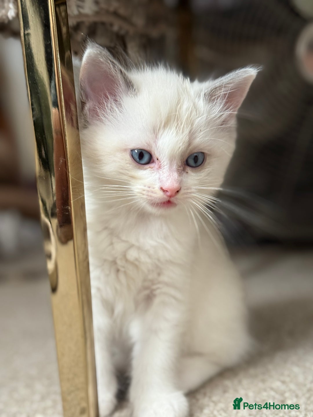 Ragdoll cats for sale: Blue bicolour babies 🐾 - Image 21