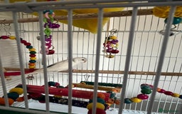 Budgerigars birds for sale: 1 blue and yellow and 1 white and blue budgies - Image 3