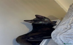 Mixed Breed cats for sale: Stunning Female Black Kitten  - Advert 6