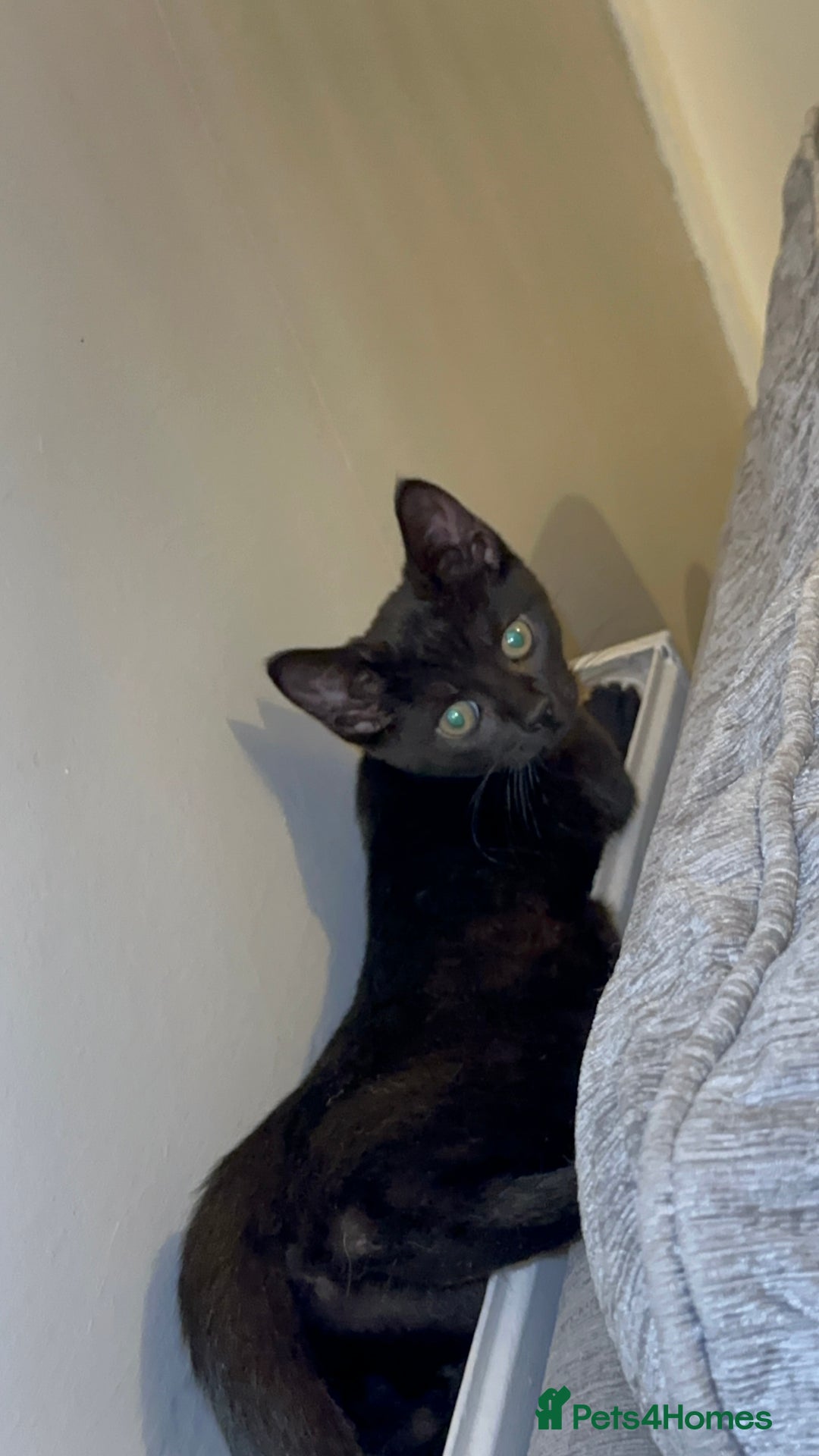 Mixed Breed cats for sale: Stunning Female Black Kitten  - Advert 6