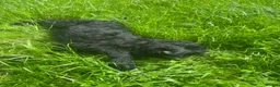 Giant Schnauzer dogs for sale: Ready now! KC Giant Schnauzer Girl Puppy - Advert 5