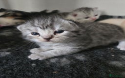 Persian cats for sale: Persian x fluffy kittens  - Image 21