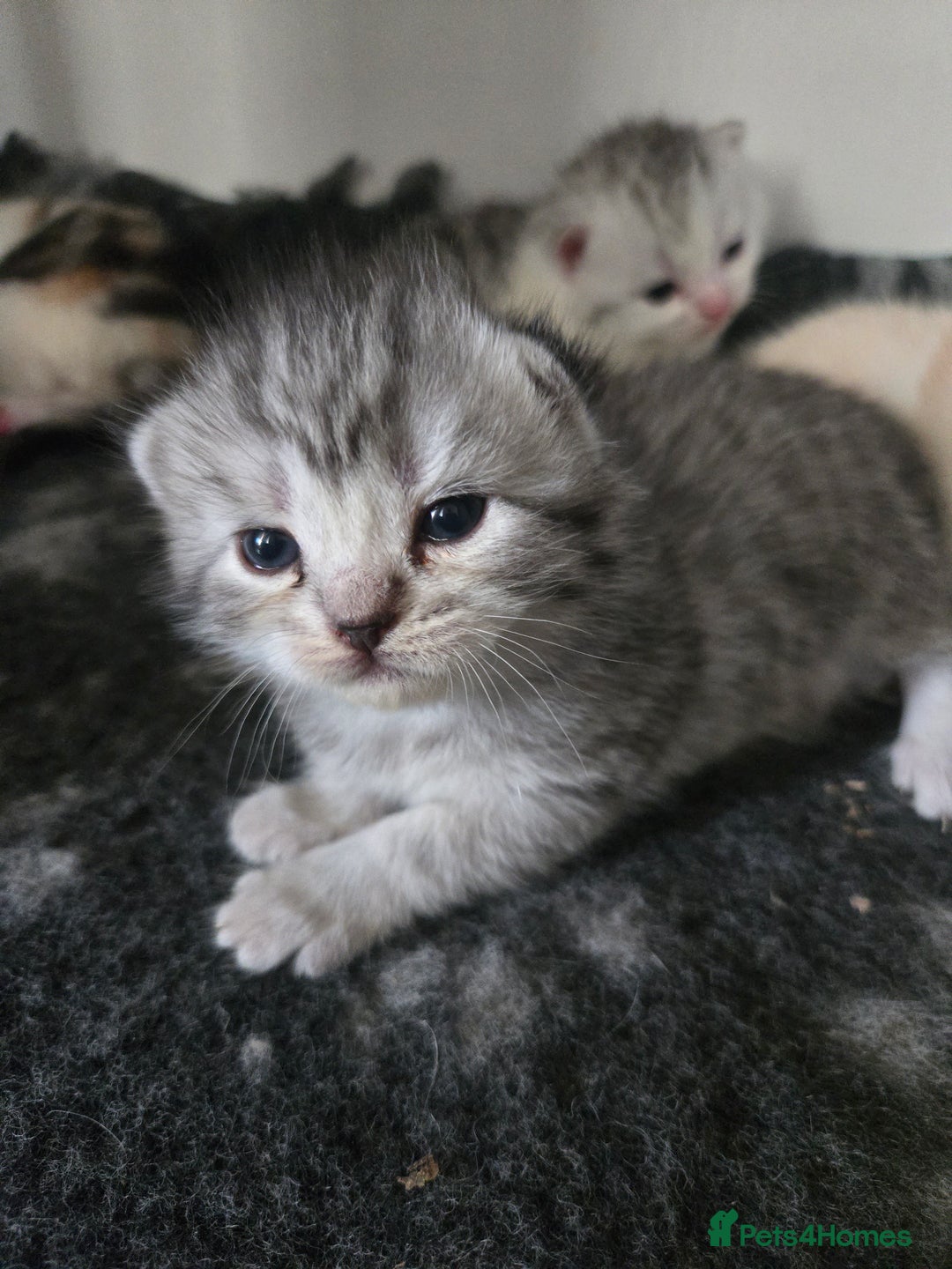 Persian cats for sale: Persian x fluffy kittens  - Image 21